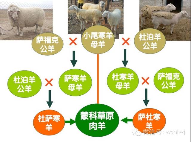 一张图告诉你，未来养羊，养什么品种最挣钱？