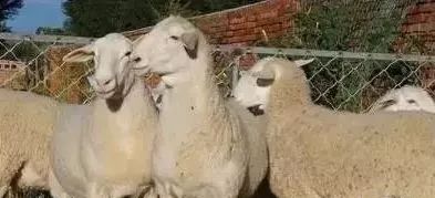 这几种羊，不差钱的一定要搞几只回家！！