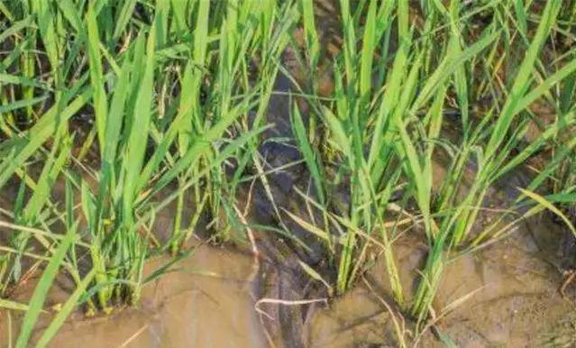 稻田里这5种水产养殖，成本低、效益好！