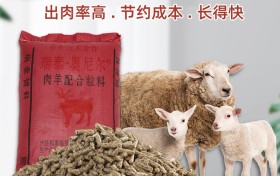 养羊赚钱吗|养50只羊一年能挣多少钱？